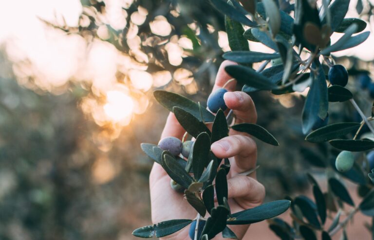 aceite de extremadura